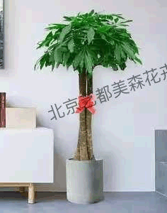 艺都美森鲜花网 中国鲜花网 花店 生日鲜花 恋情鲜花 开业花篮 会议鲜花租摆 会议花插 绿植租摆 庆典花篮 婚庆花车 园林工程