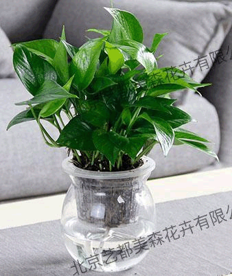 艺都美森鲜花网 中国鲜花网 花店 生日鲜花 恋情鲜花 开业花篮 会议鲜花租摆 会议花插 绿植租摆 庆典花篮 婚庆花车 园林工程