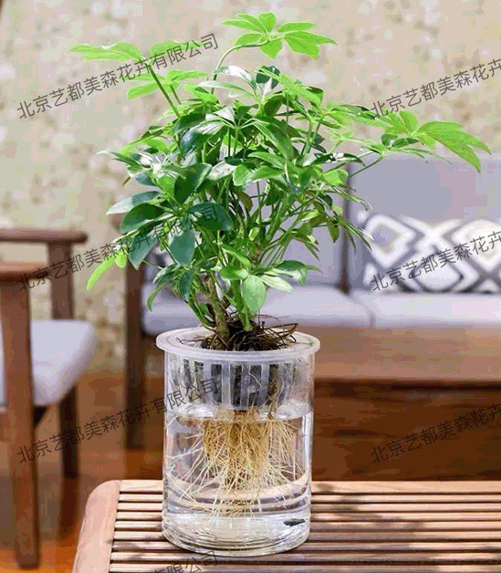 艺都美森鲜花网 中国鲜花网 花店 生日鲜花 恋情鲜花 开业花篮 会议鲜花租摆 会议花插 绿植租摆 庆典花篮 婚庆花车 园林工程