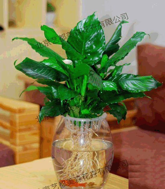 艺都美森鲜花网 中国鲜花网 花店 生日鲜花 恋情鲜花 开业花篮 会议鲜花租摆 会议花插 绿植租摆 庆典花篮 婚庆花车 园林工程