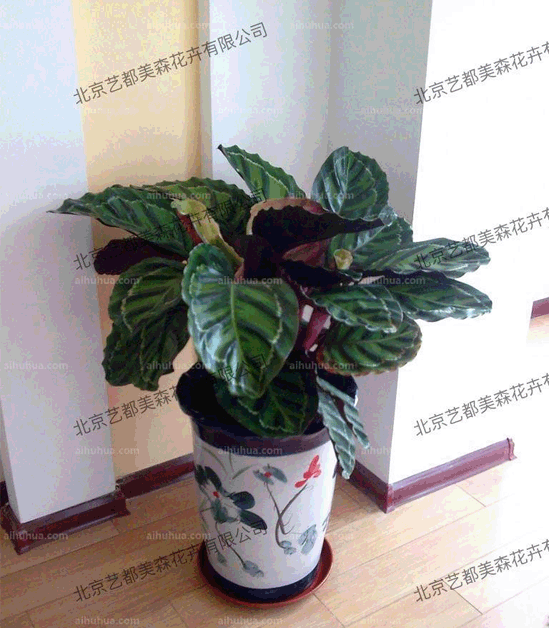 艺都美森鲜花网 中国鲜花网 花店 生日鲜花 恋情鲜花 开业花篮 会议鲜花租摆 会议花插 绿植租摆 庆典花篮 婚庆花车 园林工程