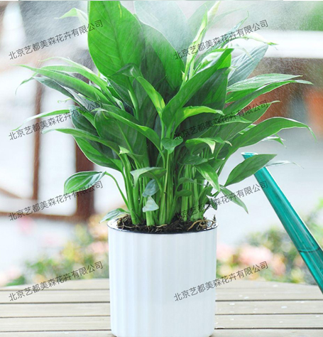 艺都美森鲜花网 中国鲜花网 花店 生日鲜花 恋情鲜花 开业花篮 会议鲜花租摆 会议花插 绿植租摆 庆典花篮 婚庆花车 园林工程