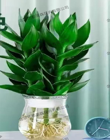 艺都美森鲜花网 中国鲜花网 花店 生日鲜花 恋情鲜花 开业花篮 会议鲜花租摆 会议花插 绿植租摆 庆典花篮 婚庆花车 园林工程