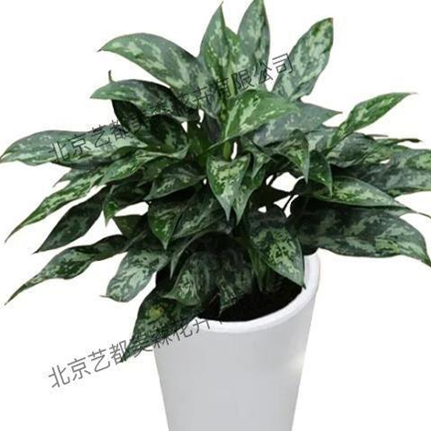 艺都美森鲜花网 中国鲜花网 花店 生日鲜花 恋情鲜花 开业花篮 会议鲜花租摆 会议花插 绿植租摆 庆典花篮 婚庆花车 园林工程