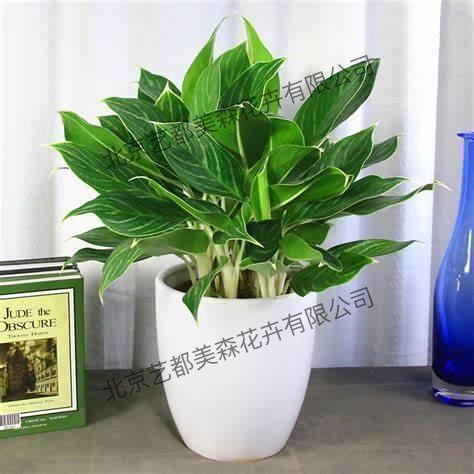 艺都美森鲜花网 中国鲜花网 花店 生日鲜花 恋情鲜花 开业花篮 会议鲜花租摆 会议花插 绿植租摆 庆典花篮 婚庆花车 园林工程