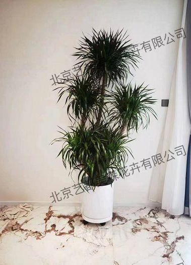 艺都美森鲜花网 中国鲜花网 花店 生日鲜花 恋情鲜花 开业花篮 会议鲜花租摆 会议花插 绿植租摆 庆典花篮 婚庆花车 园林工程