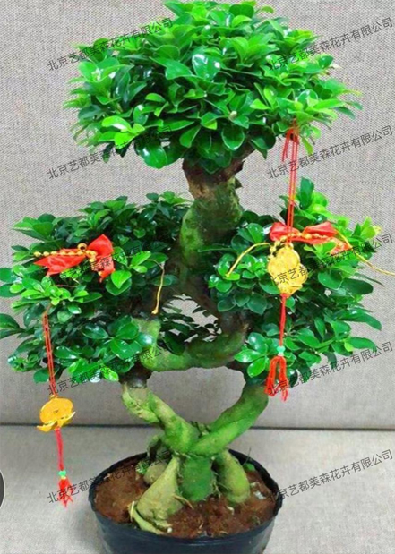 艺都美森鲜花网 中国鲜花网 花店 生日鲜花 恋情鲜花 开业花篮 会议鲜花租摆 会议花插 绿植租摆 庆典花篮 婚庆花车 园林工程