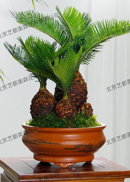 艺都美森鲜花网 中国鲜花网 花店 生日鲜花 恋情鲜花 开业花篮 会议鲜花租摆 会议花插 绿植租摆 庆典花篮 婚庆花车 园林工程