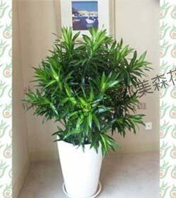 艺都美森鲜花网 中国鲜花网 花店 生日鲜花 恋情鲜花 开业花篮 会议鲜花租摆 会议花插 绿植租摆 庆典花篮 婚庆花车 园林工程