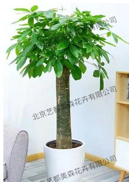 艺都美森鲜花网 中国鲜花网 花店 生日鲜花 恋情鲜花 开业花篮 会议鲜花租摆 会议花插 绿植租摆 庆典花篮 婚庆花车 园林工程