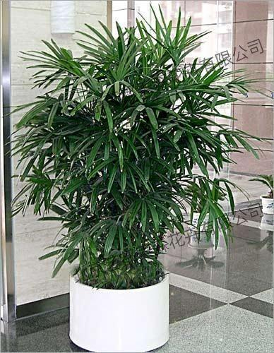 艺都美森鲜花网 中国鲜花网 花店 生日鲜花 恋情鲜花 开业花篮 会议鲜花租摆 会议花插 绿植租摆 庆典花篮 婚庆花车 园林工程