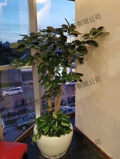 艺都美森鲜花网 中国鲜花网 花店 生日鲜花 恋情鲜花 开业花篮 会议鲜花租摆 会议花插 绿植租摆 庆典花篮 婚庆花车 园林工程