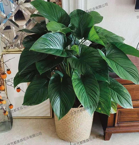 艺都美森鲜花网 中国鲜花网 花店 生日鲜花 恋情鲜花 开业花篮 会议鲜花租摆 会议花插 绿植租摆 庆典花篮 婚庆花车 园林工程
