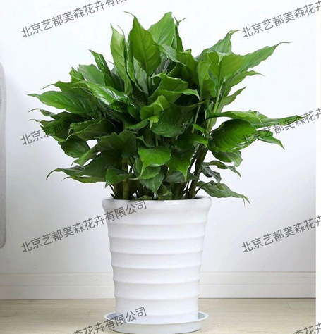 艺都美森鲜花网 中国鲜花网 花店 生日鲜花 恋情鲜花 开业花篮 会议鲜花租摆 会议花插 绿植租摆 庆典花篮 婚庆花车 园林工程