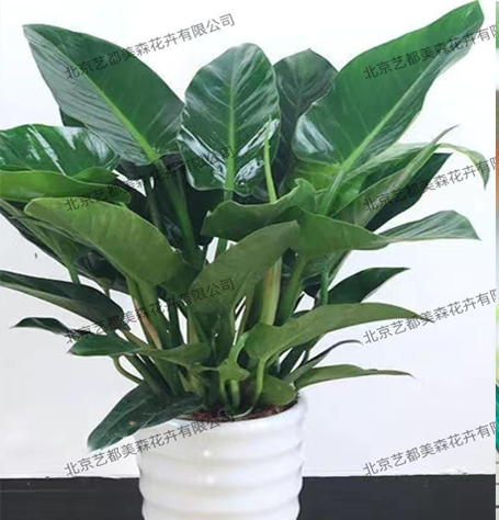 艺都美森鲜花网 中国鲜花网 花店 生日鲜花 恋情鲜花 开业花篮 会议鲜花租摆 会议花插 绿植租摆 庆典花篮 婚庆花车 园林工程