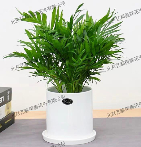 艺都美森鲜花网 中国鲜花网 花店 生日鲜花 恋情鲜花 开业花篮 会议鲜花租摆 会议花插 绿植租摆 庆典花篮 婚庆花车 园林工程
