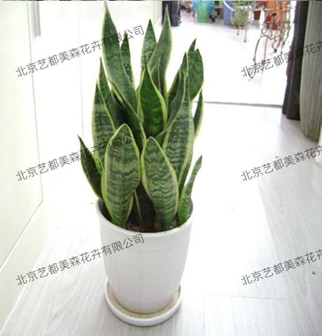 艺都美森鲜花网 中国鲜花网 花店 生日鲜花 恋情鲜花 开业花篮 会议鲜花租摆 会议花插 绿植租摆 庆典花篮 婚庆花车 园林工程