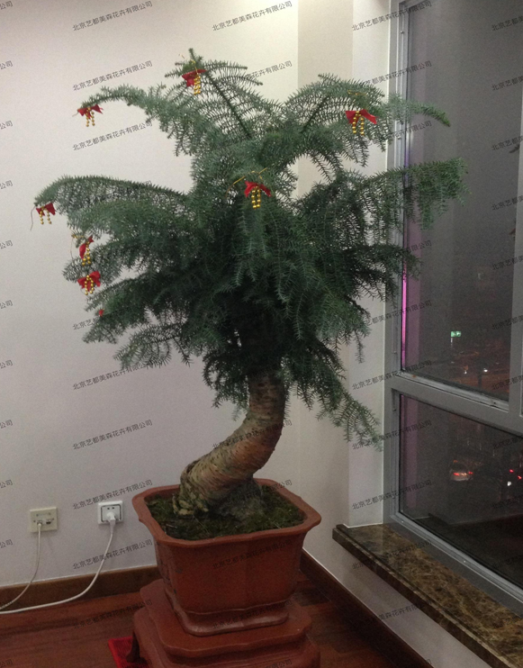 艺都美森鲜花网 中国鲜花网 花店 生日鲜花 恋情鲜花 开业花篮 会议鲜花租摆 会议花插 绿植租摆 庆典花篮 婚庆花车 园林工程