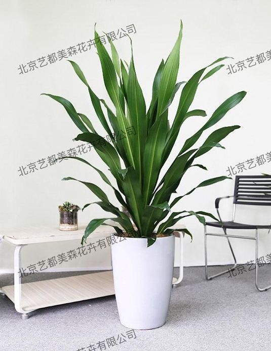 艺都美森鲜花网 中国鲜花网 花店 生日鲜花 恋情鲜花 开业花篮 会议鲜花租摆 会议花插 绿植租摆 庆典花篮 婚庆花车 园林工程