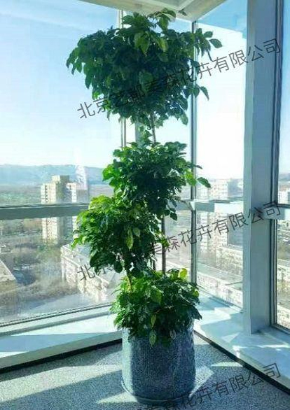 艺都美森鲜花网 中国鲜花网 花店 生日鲜花 恋情鲜花 开业花篮 会议鲜花租摆 会议花插 绿植租摆 庆典花篮 婚庆花车 园林工程