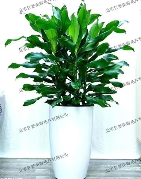 艺都美森鲜花网 中国鲜花网 花店 生日鲜花 恋情鲜花 开业花篮 会议鲜花租摆 会议花插 绿植租摆 庆典花篮 婚庆花车 园林工程