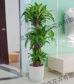 艺都美森鲜花网 中国鲜花网 花店 生日鲜花 恋情鲜花 开业花篮 会议鲜花租摆 会议花插 绿植租摆 庆典花篮 婚庆花车 园林工程