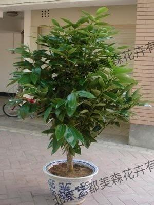 艺都美森鲜花网 中国鲜花网 花店 生日鲜花 恋情鲜花 开业花篮 会议鲜花租摆 会议花插 绿植租摆 庆典花篮 婚庆花车 园林工程