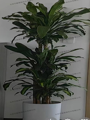 艺都美森鲜花网 中国鲜花网 花店 生日鲜花 恋情鲜花 开业花篮 会议鲜花租摆 会议花插 绿植租摆 庆典花篮 婚庆花车 园林工程