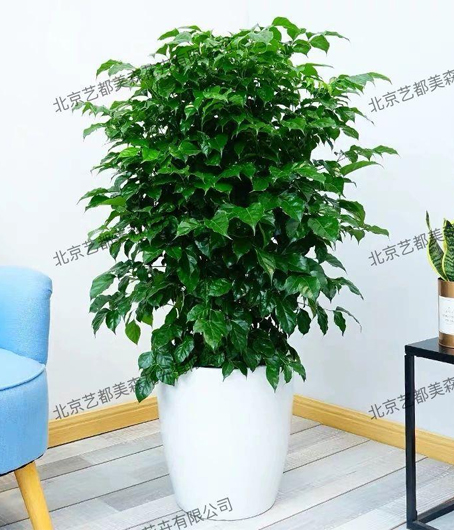 艺都美森鲜花网 中国鲜花网 花店 生日鲜花 恋情鲜花 开业花篮 会议鲜花租摆 会议花插 绿植租摆 庆典花篮 婚庆花车 园林工程