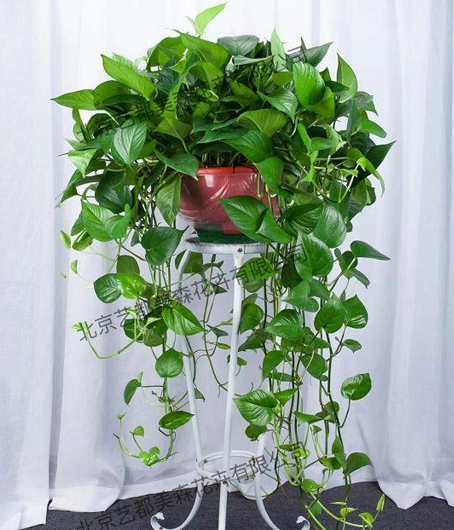 艺都美森鲜花网 中国鲜花网 花店 生日鲜花 恋情鲜花 开业花篮 会议鲜花租摆 会议花插 绿植租摆 庆典花篮 婚庆花车 园林工程