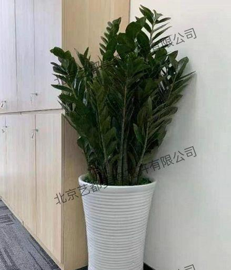 艺都美森鲜花网 中国鲜花网 花店 生日鲜花 恋情鲜花 开业花篮 会议鲜花租摆 会议花插 绿植租摆 庆典花篮 婚庆花车 园林工程