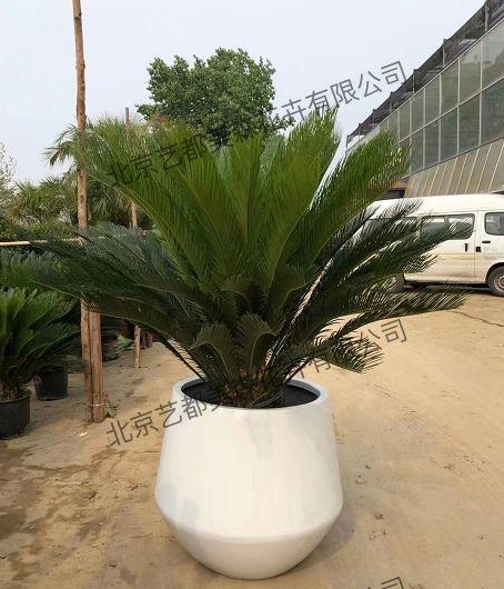 艺都美森鲜花网 中国鲜花网 花店 生日鲜花 恋情鲜花 开业花篮 会议鲜花租摆 会议花插 绿植租摆 庆典花篮 婚庆花车 园林工程