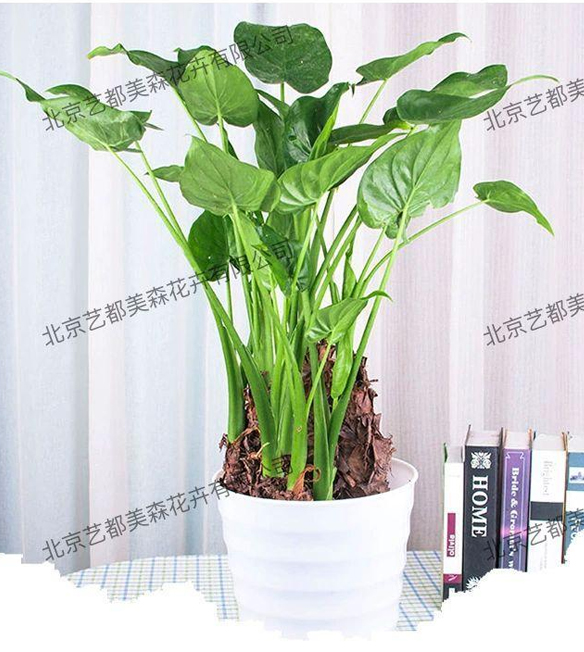 艺都美森鲜花网 中国鲜花网 花店 生日鲜花 恋情鲜花 开业花篮 会议鲜花租摆 会议花插 绿植租摆 庆典花篮 婚庆花车 园林工程