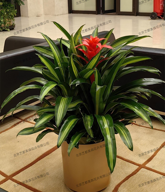 艺都美森鲜花网 中国鲜花网 花店 生日鲜花 恋情鲜花 开业花篮 会议鲜花租摆 会议花插 绿植租摆 庆典花篮 婚庆花车 园林工程